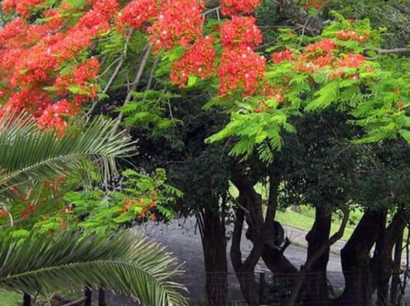 Coral Tree Colony Bed & Breakfast เซาท์บรูม ภายนอก รูปภาพ